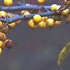 Malus 'Harvest Gold', fruit