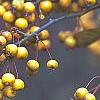 Malus 'Harvest Gold', fruit
