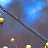 Malus 'Harvest Gold', fruit
