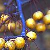 Malus 'Harvest Gold', fruit
