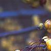 Malus 'Harvest Gold', fruit
