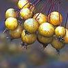 Malus 'Harvest Gold', fruit