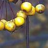 Malus 'Harvest Gold', fruit