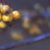 Malus 'Harvest Gold', fruit