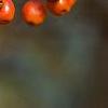 Malus 'Indian Magic', fruit