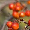 Malus 'Indian Magic', fruit
