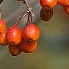 Malus 'Indian Magic', fruit