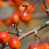 Malus 'Indian Magic', fruit