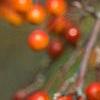 Malus 'Indian Magic', fruit