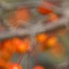 Malus 'Indian Magic', fruit