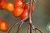 Malus 'Indian Magic', fruit