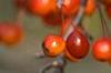 Malus 'Indian Magic', fruit