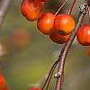Malus 'Indian Magic', fruit