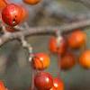 Malus 'Indian Magic', fruit