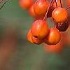 Malus 'Indian Magic', fruit