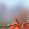 Malus 'Indian Magic', fruit