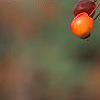 Malus 'Indian Magic', fruit