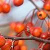 Malus 'Indian Magic', fruit