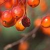 Malus 'Indian Magic', fruit