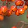 Malus 'Indian Magic', fruit