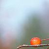Malus 'Indian Magic', fruit