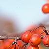 Malus 'Indian Magic', fruit