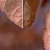 Malus ioensis, fruit