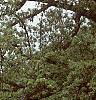 Malus ioensis 'Klehm's Select Bechtel', habit