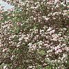 Malus ioensis 'Klehm's Select Bechtel', habit