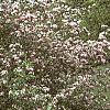 Malus ioensis 'Klehm's Select Bechtel', habit