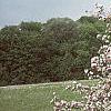 Malus ioensis 'Klehm's Select Bechtel', habit