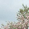 Malus ioensis 'Klehm's Select Bechtel', habit
