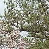 Malus ioensis 'Klehm's Select Bechtel', habit