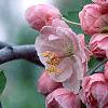 Malus ioensis 'Klehm's Select Bechtel', flowers