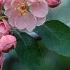 Malus ioensis 'Klehm's Select Bechtel', flowers