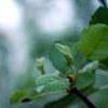 Malus ioensis 'Klehm's Select Bechtel', flowers