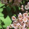 Malus ioensis 'Klehm's Select Bechtel', flowers