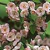 Malus ioensis 'Klehm's Select Bechtel', flowers