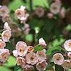 Malus ioensis 'Klehm's Select Bechtel', flowers