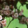 Malus ioensis 'Klehm's Select Bechtel', flowers