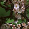 Malus ioensis 'Klehm's Select Bechtel', flowers