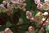 Malus ioensis 'Klehm's Select Bechtel', flowers