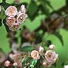 Malus ioensis 'Klehm's Select Bechtel', flowers