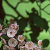 Malus ioensis 'Klehm's Select Bechtel', flowers