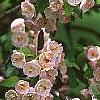 Malus ioensis 'Klehm's Select Bechtel', flowers