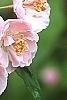 Malus ioensis 'Klehm's Select Bechtel', flowers