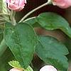 Malus ioensis 'Klehm's Select Bechtel', flowers