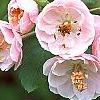 Malus ioensis 'Klehm's Select Bechtel', flowers