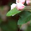 Malus ioensis 'Klehm's Select Bechtel', flowers