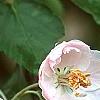Malus ioensis 'Klehm's Select Bechtel', flowers